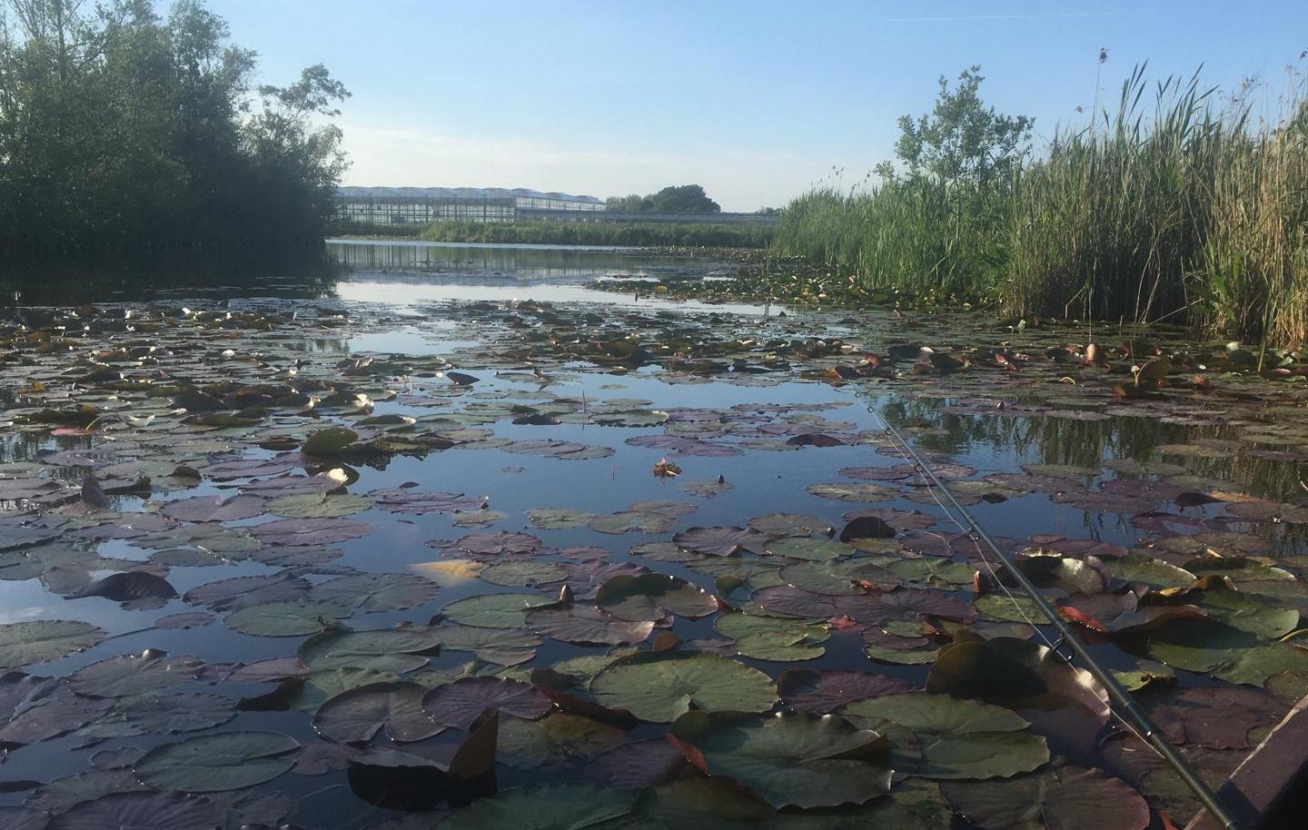 Dagvissen op het Plashuis Dagvissen op het Plashuis