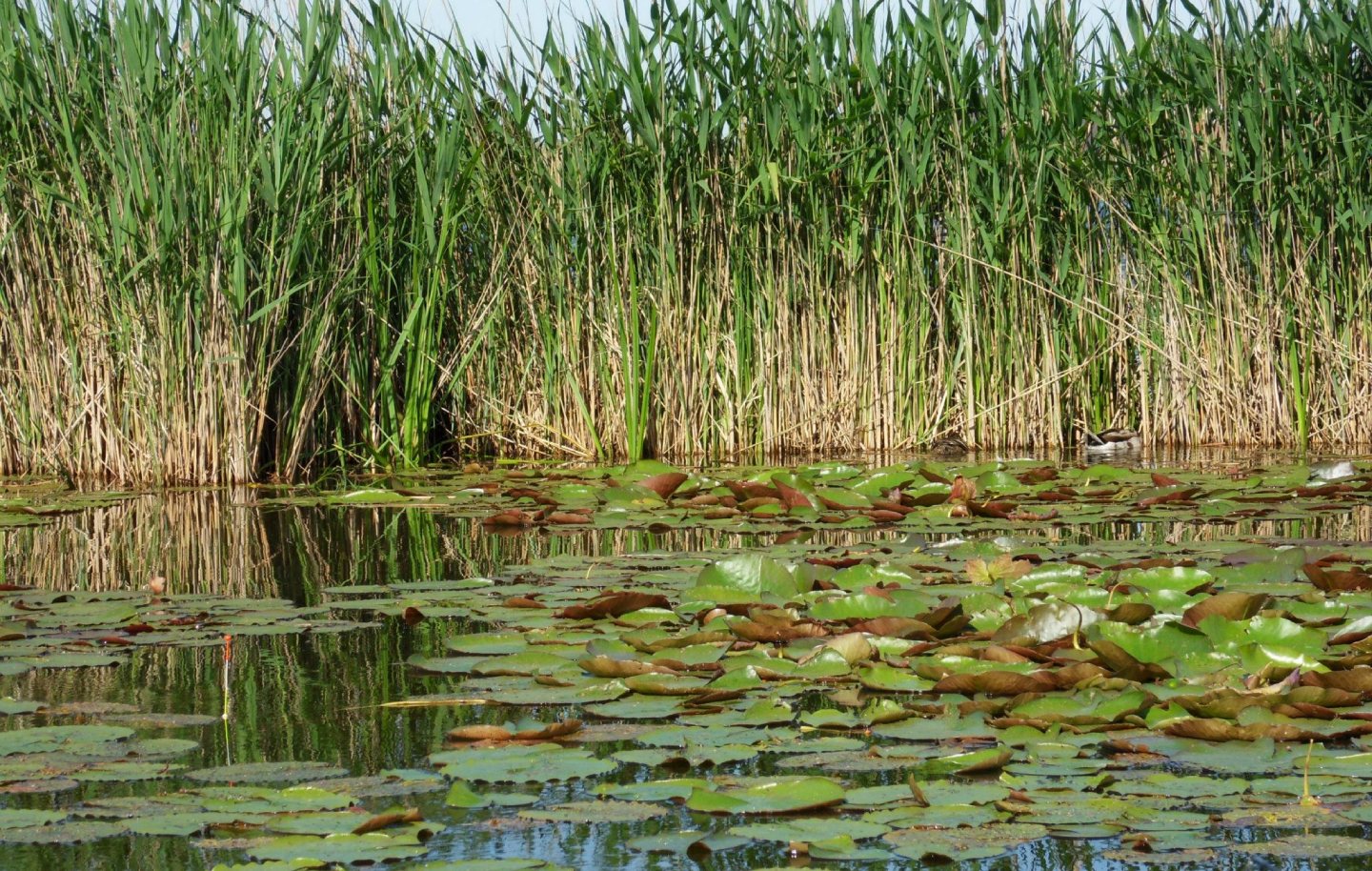 Sfeerbeeld 2 Karper op nachtvisstek 1